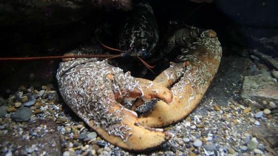 英國發現7.65公斤重龍蝦 或已50至70歲“高齡”