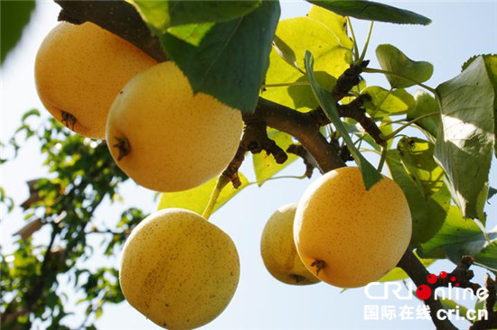 采摘在北京红星集体农庄品尝最浓郁的秋天