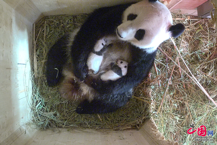 中国大熊猫保护研究中心旅奥大熊猫双胞胎满月[组图]