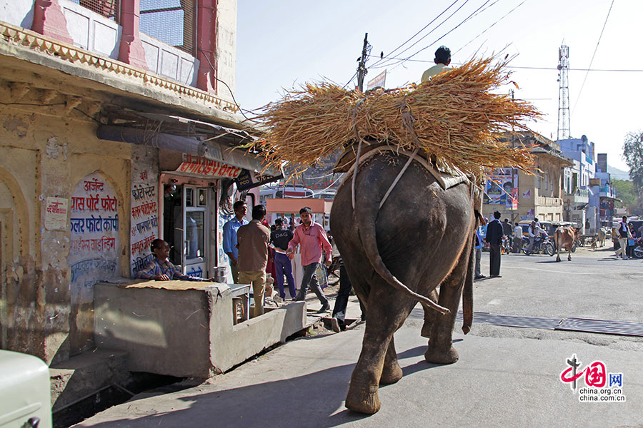 大象也是当地的交通工具之一
