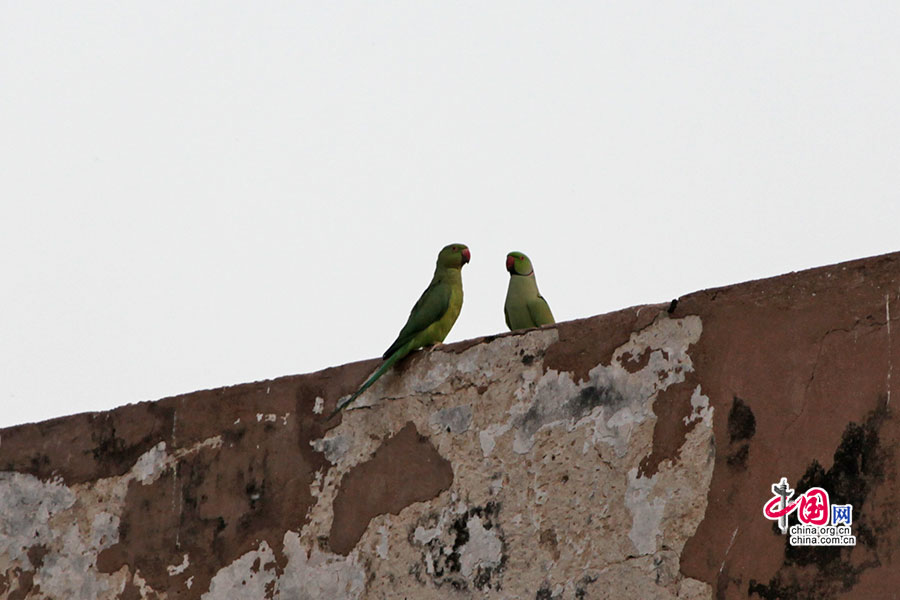 城墙上的一对绿鹦鹉
