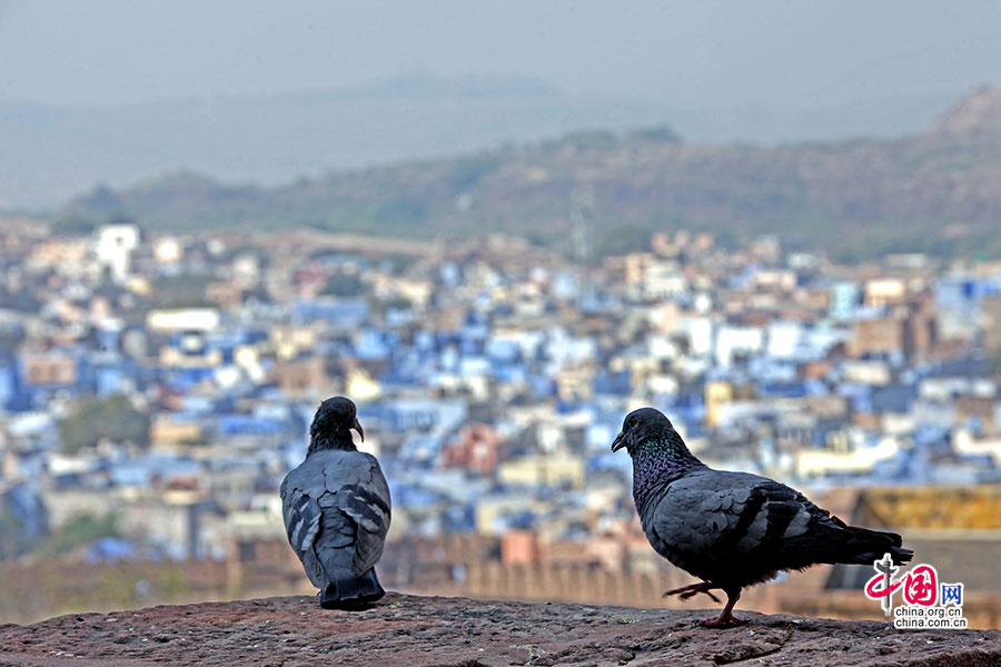 城墙上两只鸽子在眺望着等级森严的城市