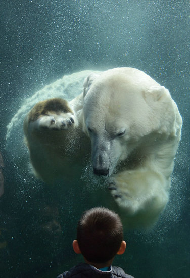 全世界最悲伤北极熊去世 曾患抑郁症(组图)