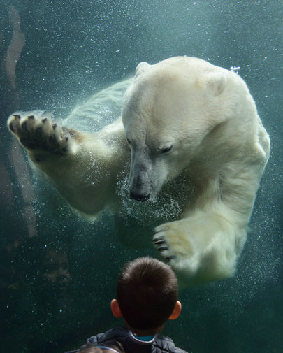 全世界最悲伤北极熊去世 曾患抑郁症(组图)