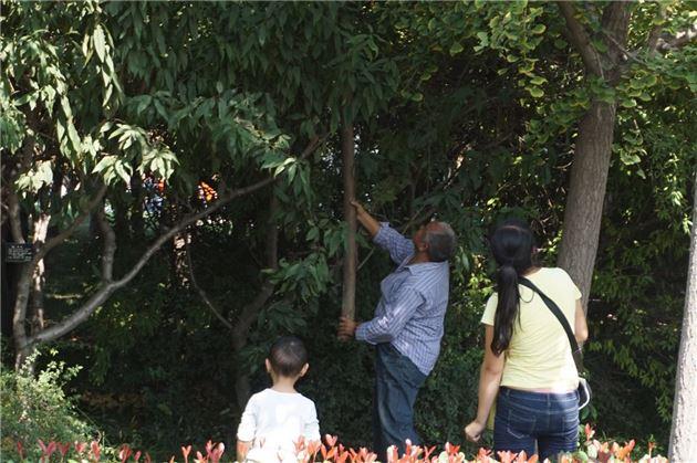 植物园内老人拿棍打银杏树 见被拍照脸红离开