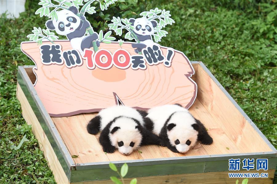 大熊猫,双胞胎,动物园,百日,游客见面