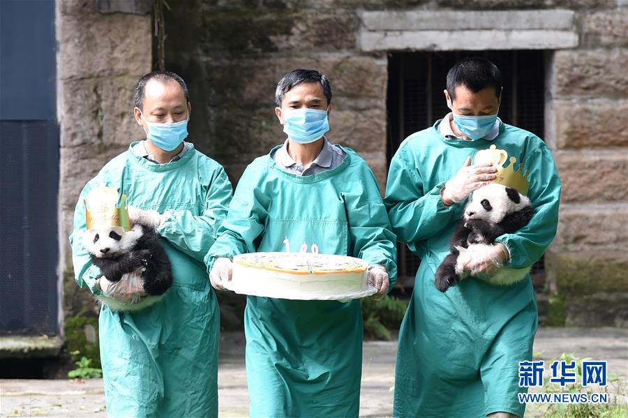 大熊貓,雙胞胎,動物園,百日,遊客見面
