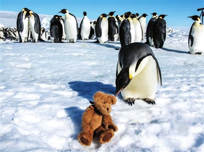 企鹅会“赚钱” 澳企鹅小岛借旅游助益环保