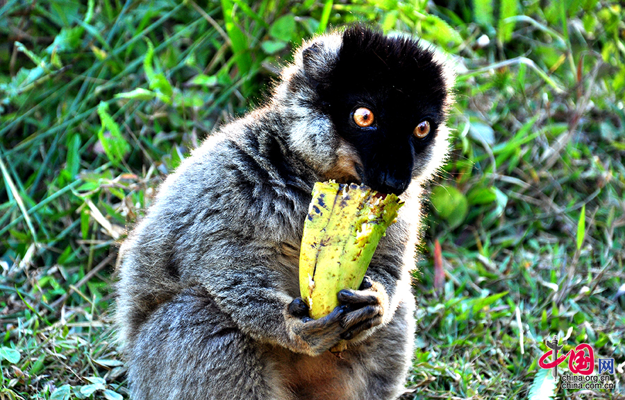 馬達加斯加的動物世界 展示生命的神奇與