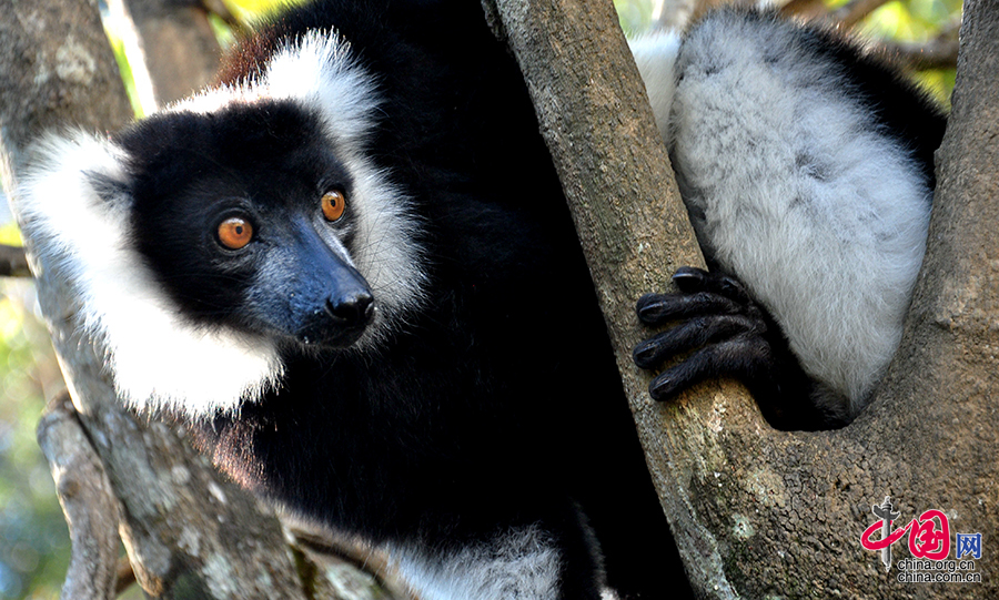 马达加斯加的动物世界 展示生命的神奇与