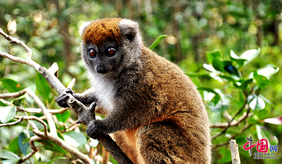 马达加斯加的动物世界 展示生命的神奇与