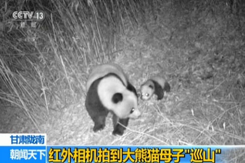 甘肃陇南:红外相机拍到大熊猫母子