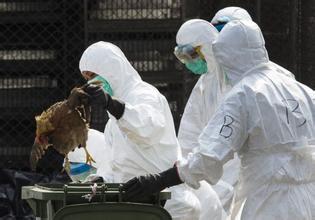 英国现H5N8型禽流感疫情