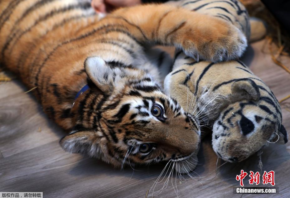 西伯利亚虎崽被人类家庭抚养 画面好有爱