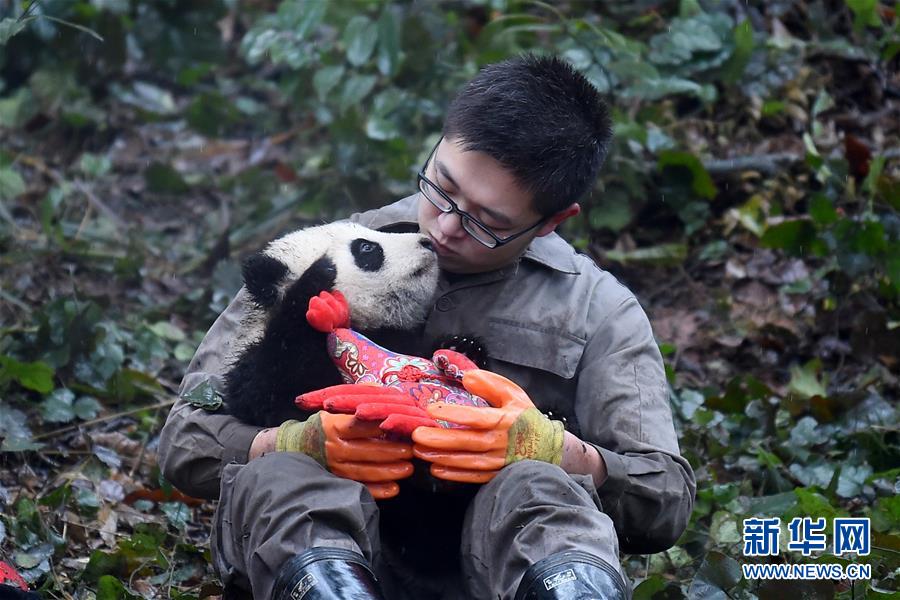 大熊猫宝宝迎新年