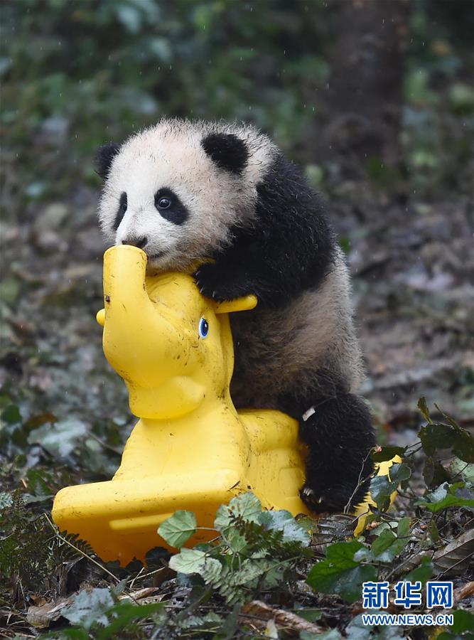 大熊猫宝宝迎新年