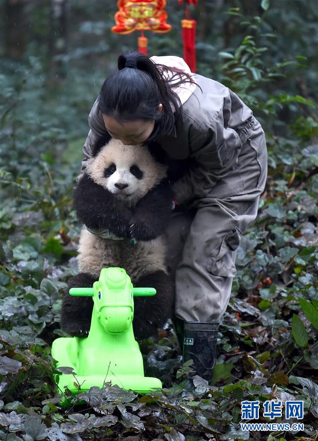 大熊猫宝宝迎新年
