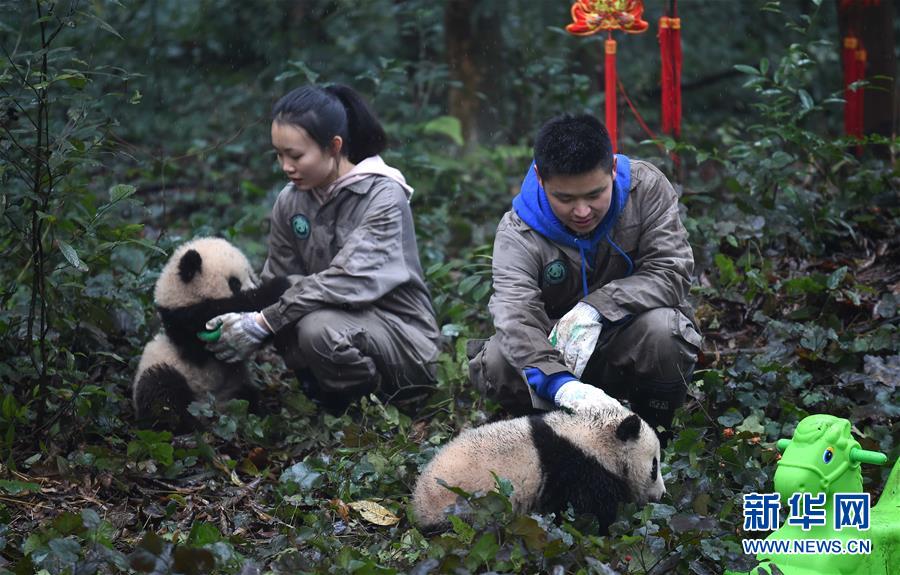 大熊猫宝宝迎新年