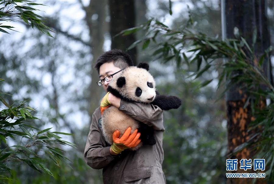大熊猫宝宝迎新年