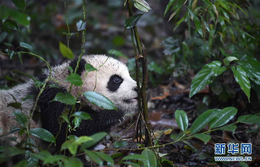 大熊猫宝宝迎新年