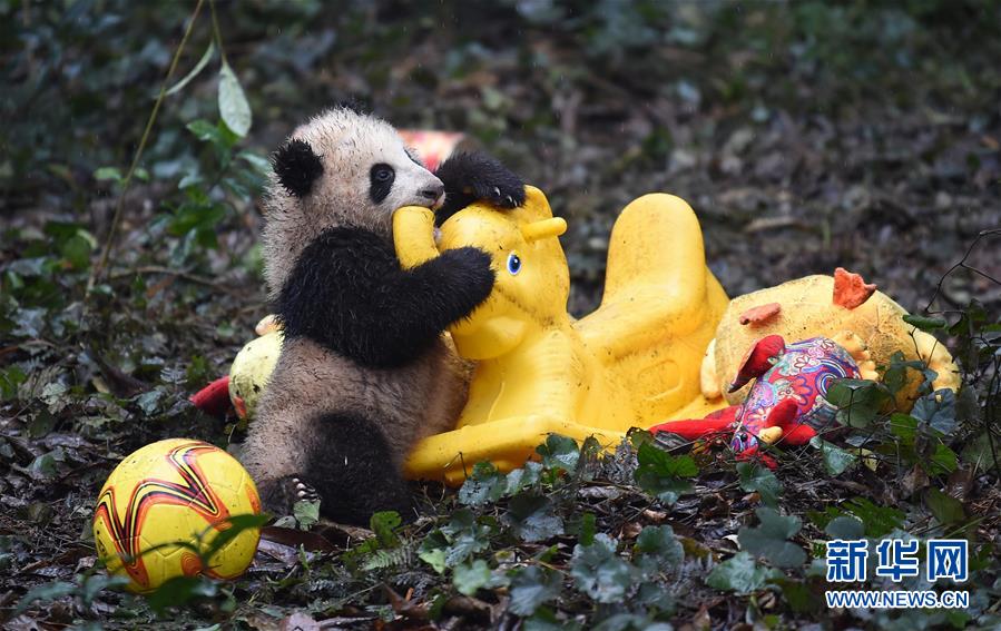 大熊猫宝宝迎新年
