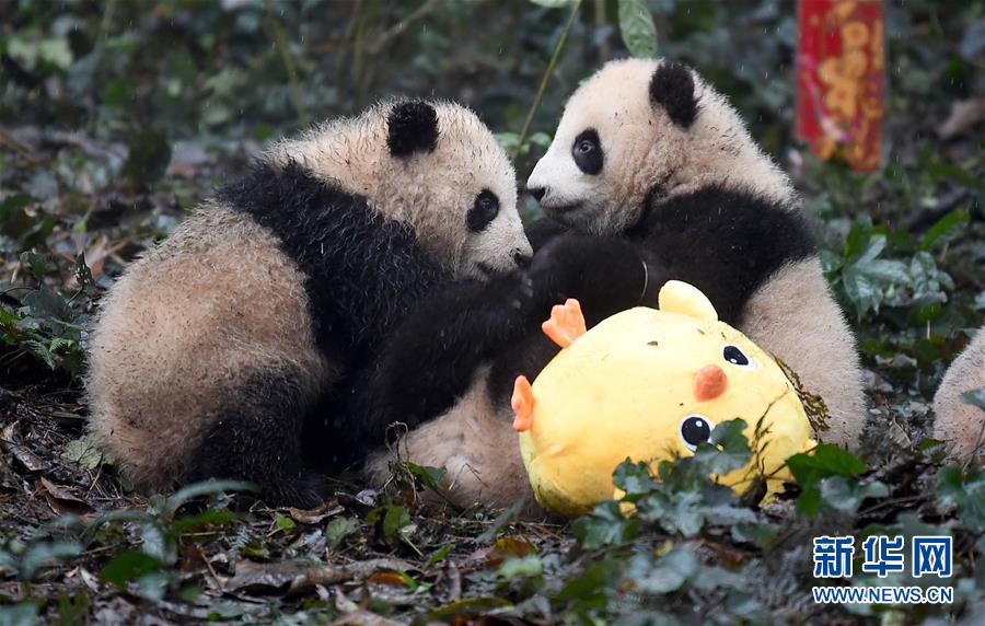 大熊猫宝宝迎新年