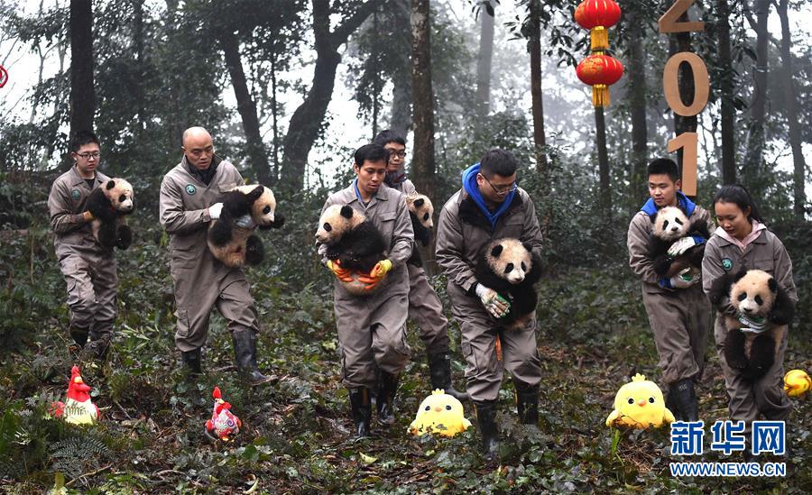 大熊猫宝宝迎新年