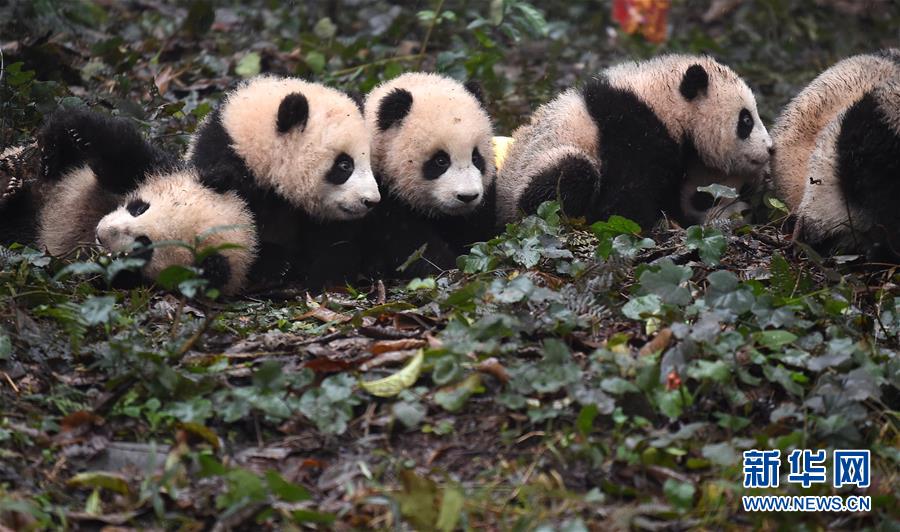 大熊猫宝宝迎新年