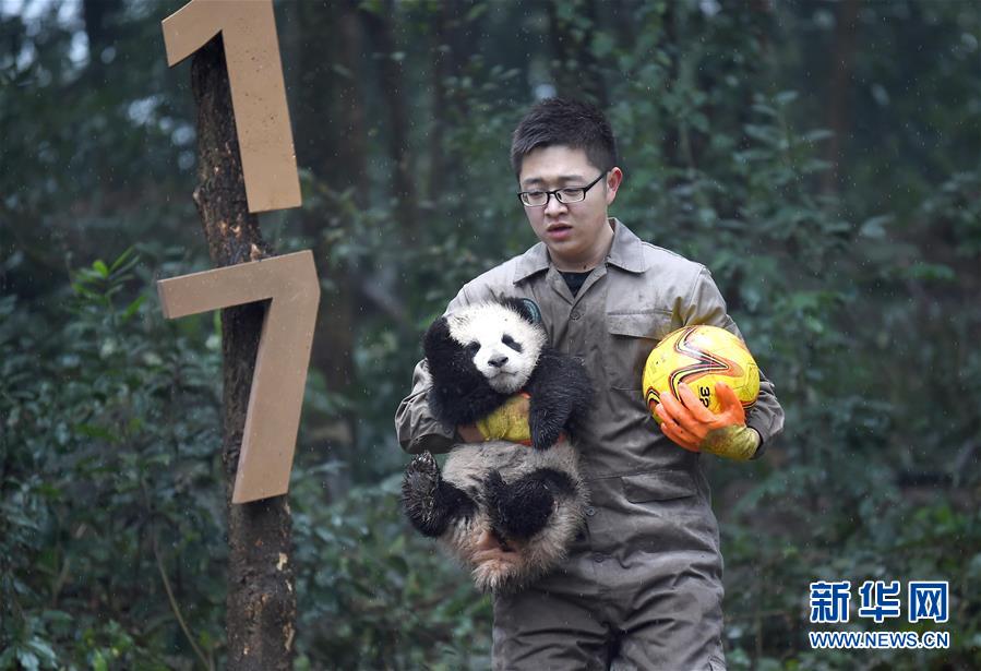 大熊猫宝宝迎新年