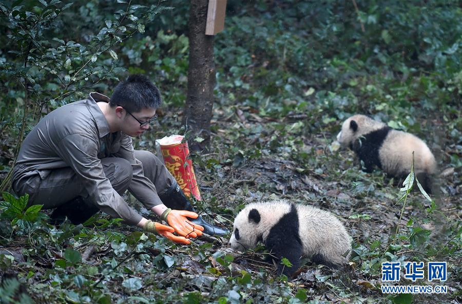 大熊猫宝宝迎新年