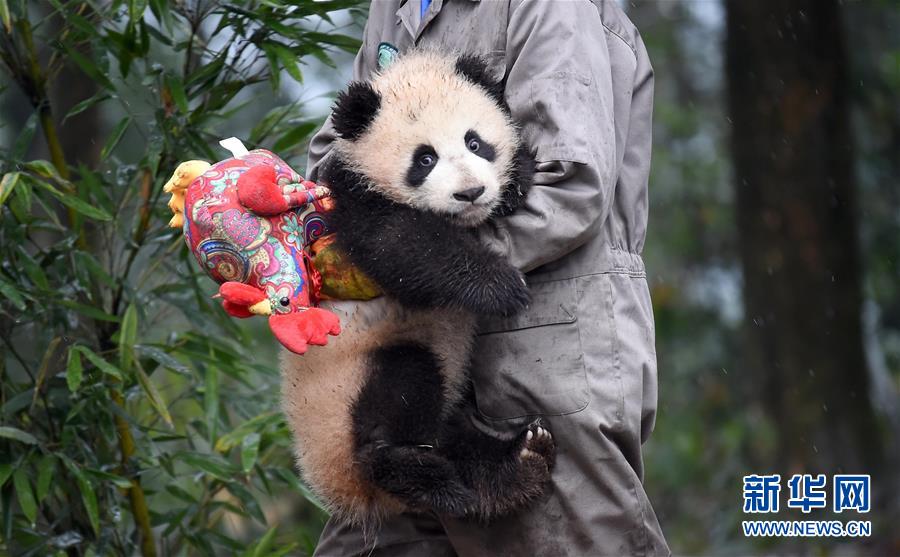 大熊猫宝宝迎新年