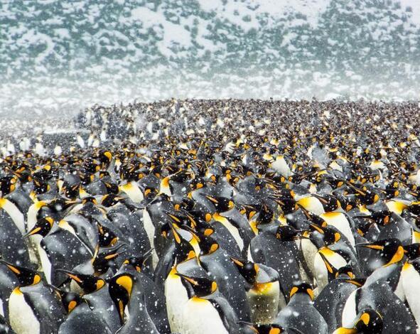 25万只帝企鹅齐聚南极海滩 场面壮观