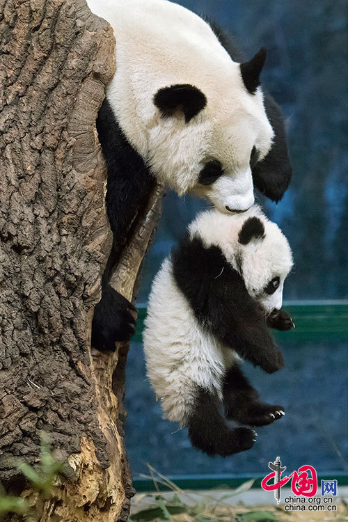 全球大熊猫拜大年 啃竹子摔跤玩球卖萌迎新年
