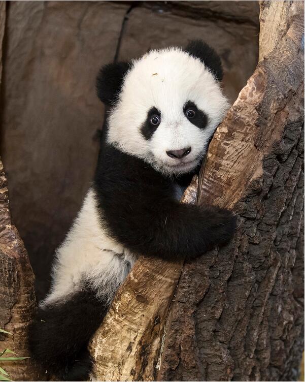 旅居国外的大熊猫卖萌拜年(高清组图)【8】