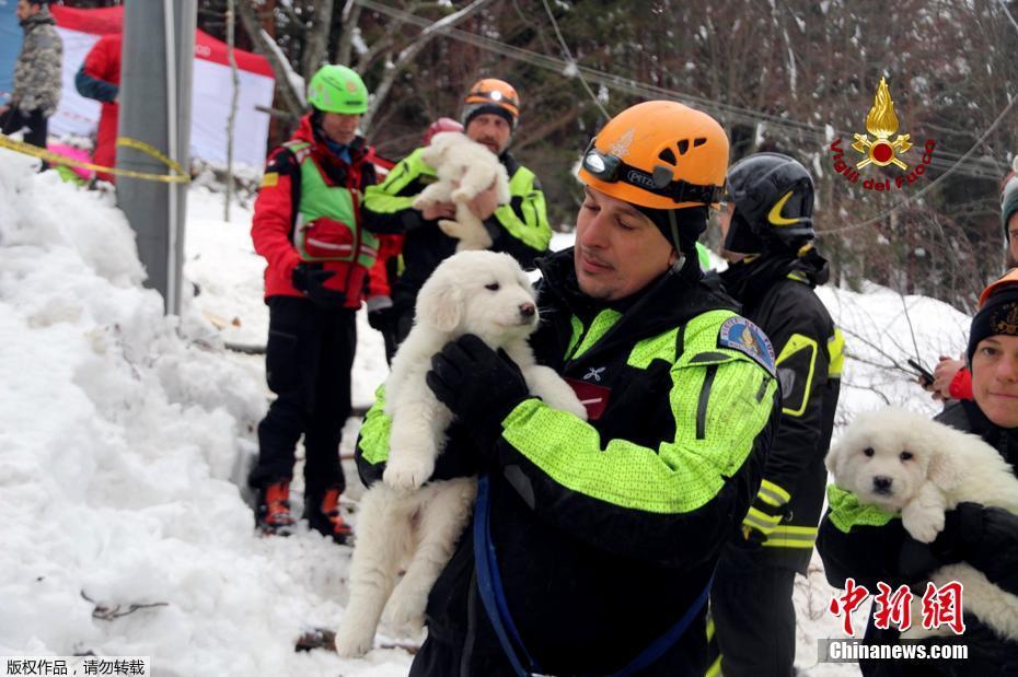 意大利遇雪崩酒店挖出三只狗宝宝 被埋已5天