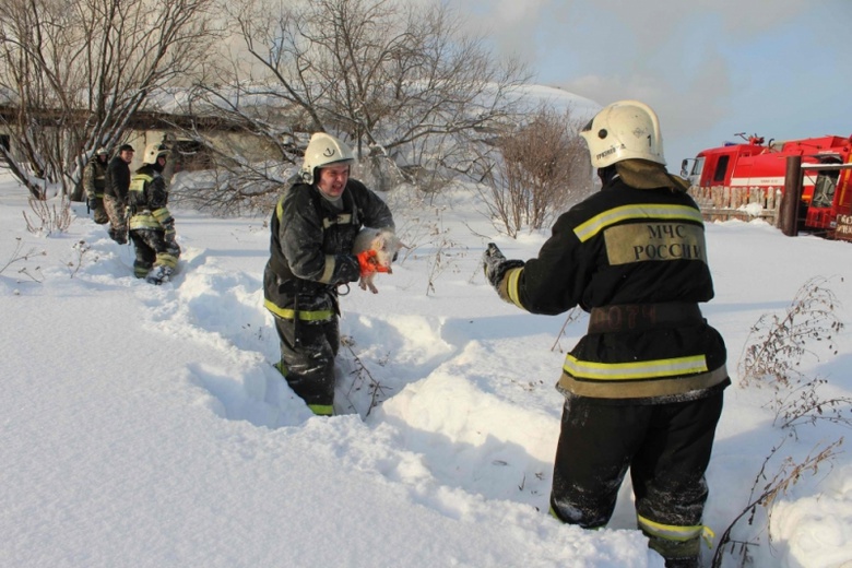 俄消防员火海救猪 怀抱猪崽接力营救画面感动众人