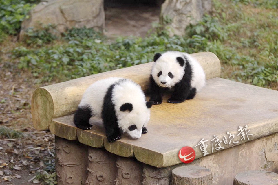 重庆动物园双胞胎大熊猫宝宝正式与游客见面[组图]_图片中国_中国网