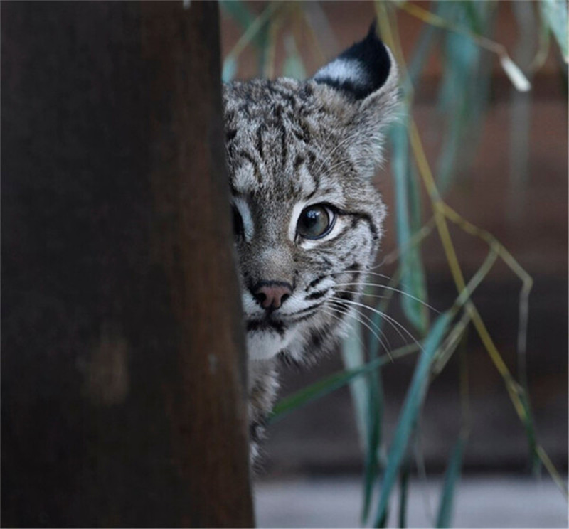 新年赛宝会：美澳各大动物园争晒萌宝照片