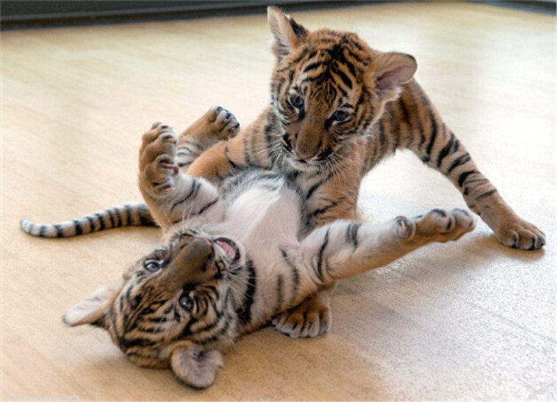 新年赛宝会：美澳各大动物园争晒萌宝照片