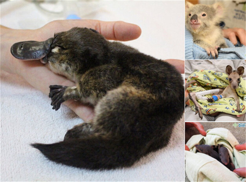 新年赛宝会：美澳各大动物园争晒萌宝照片