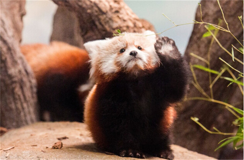 新年赛宝会：美澳各大动物园争晒萌宝照片