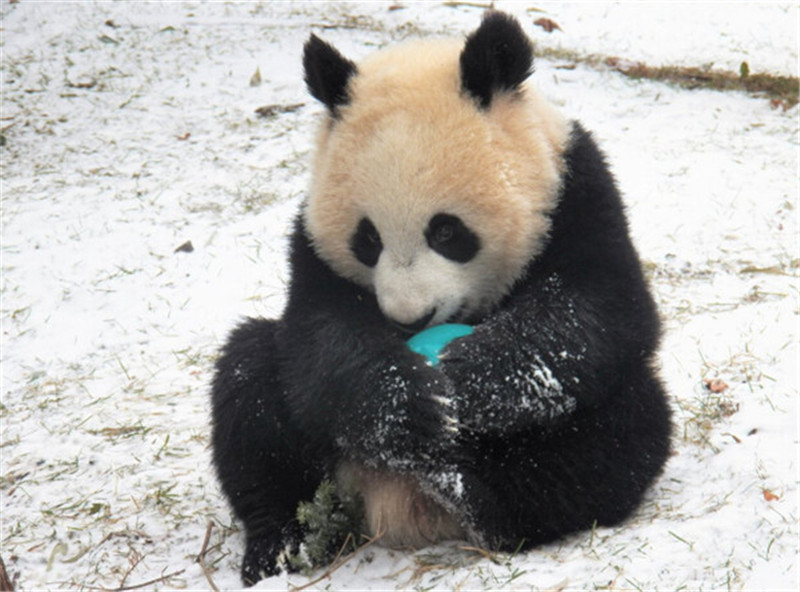 新年赛宝会：美澳各大动物园争晒萌宝照片