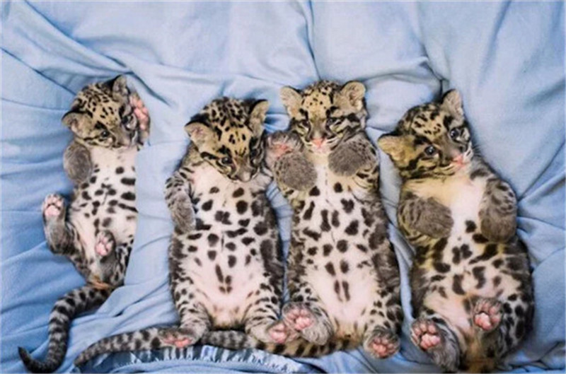 新年赛宝会：美澳各大动物园争晒萌宝照片