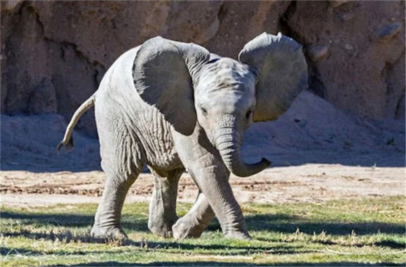 新年赛宝会：美澳各大动物园争晒萌宝照片
