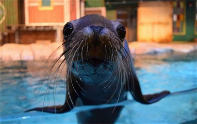 新年赛宝会：美澳各大动物园争晒萌宝照片