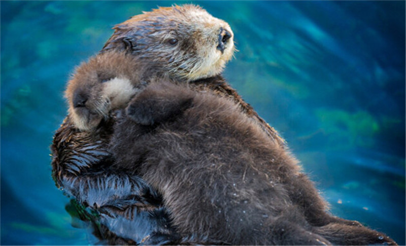 新年赛宝会：美澳各大动物园争晒萌宝照片