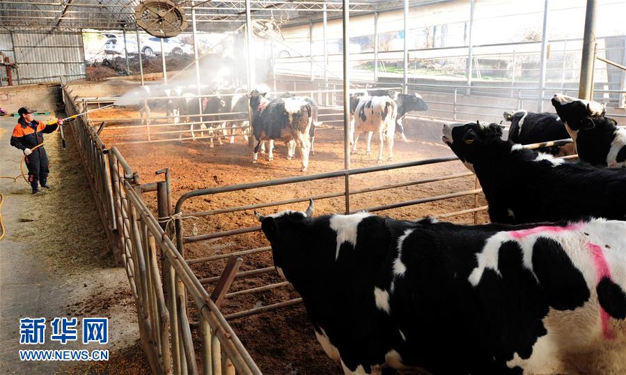 2月6日,在韩国金堤一家农场,工作人员给奶牛消毒.