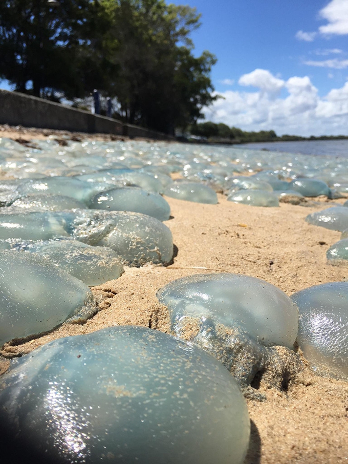 澳大利亚上千只毒海蜇涌上沙滩晒太阳023