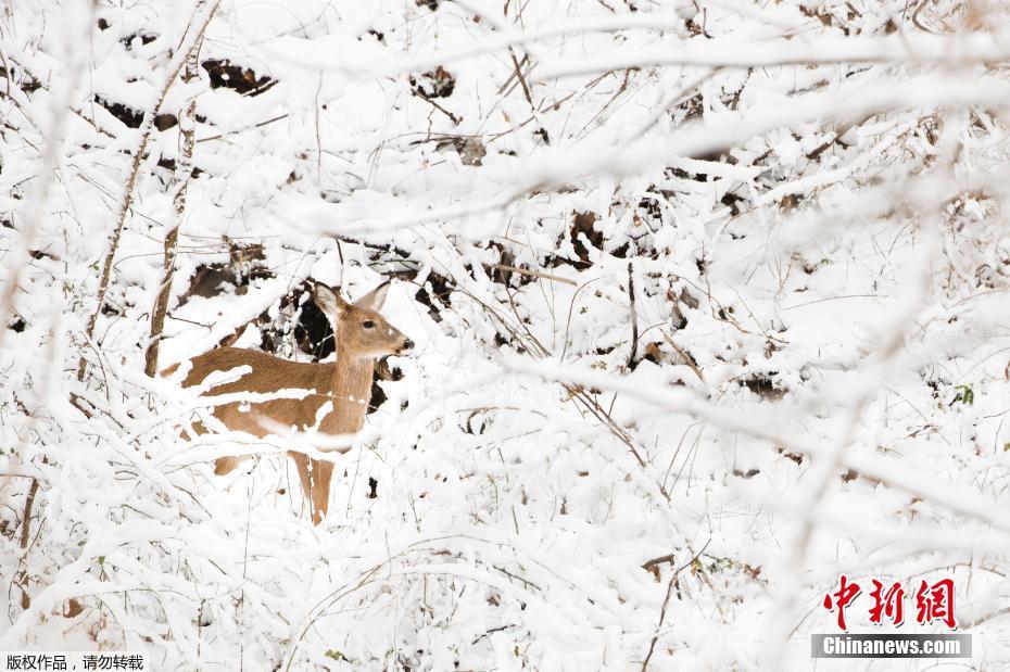 美国多地遇暴风雪天气