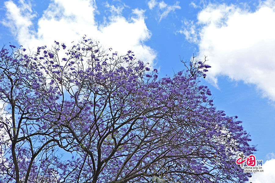 蓝花楹